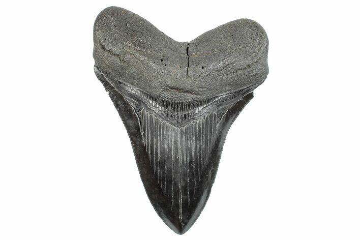 Serrated, Fossil Megalodon Tooth - South Carolina #289318